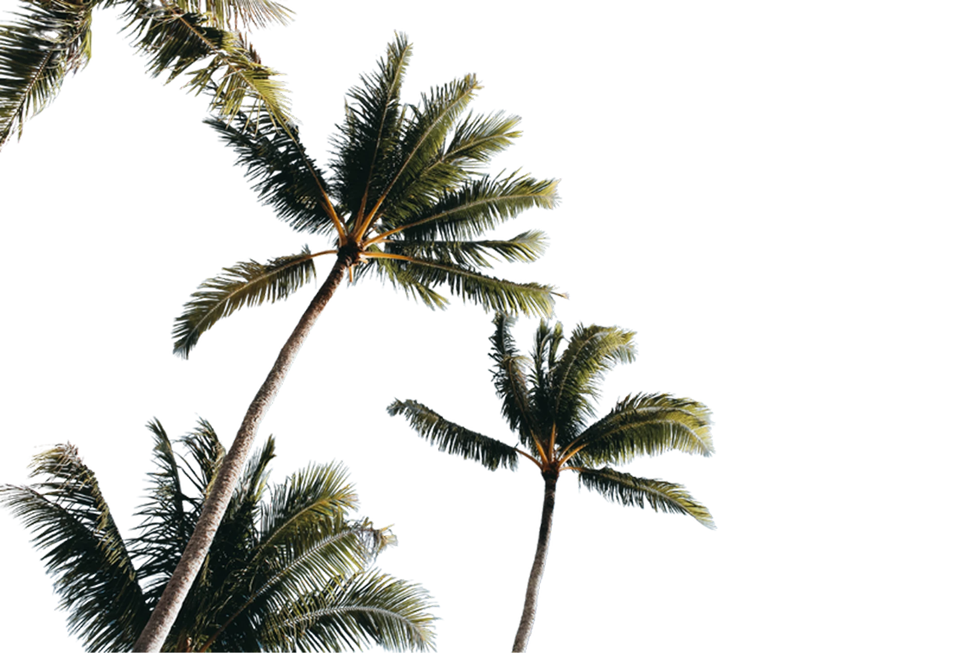 Palm